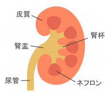 腎臓解説図
